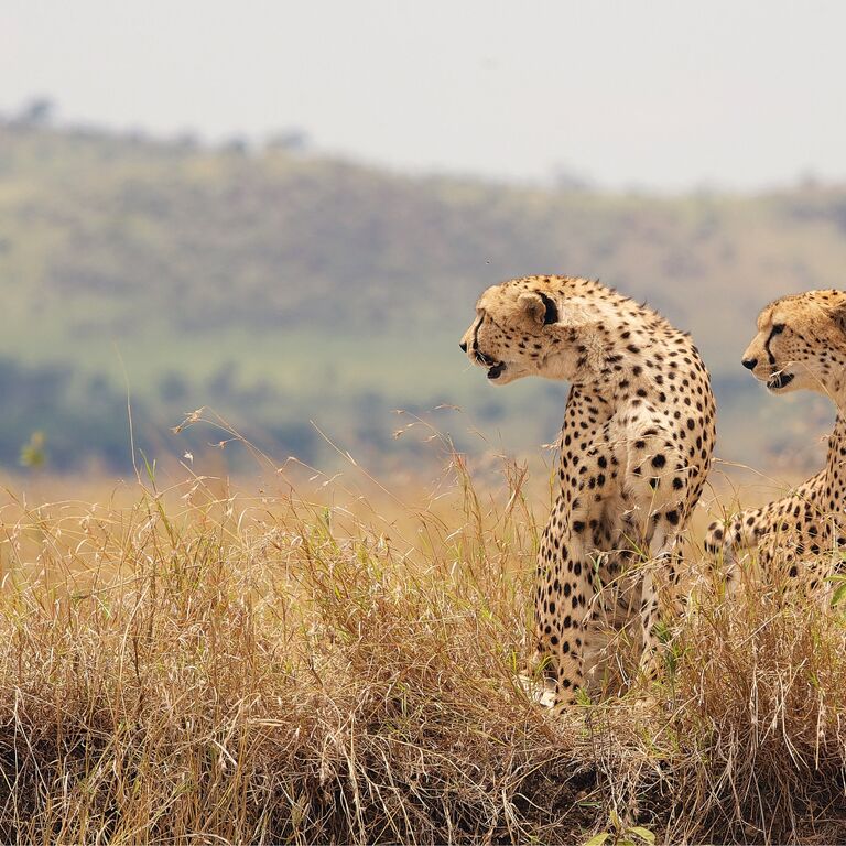 Almana Africa Safaris
