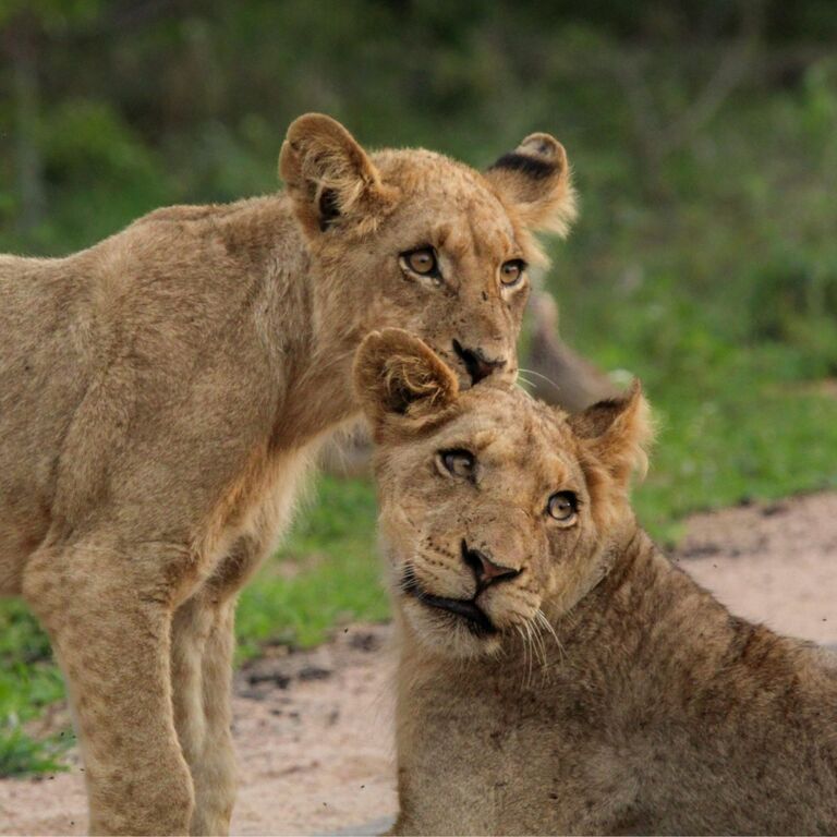 Almana Africa Safaris