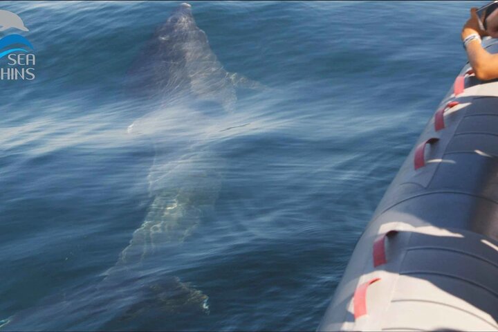 Seadolphins Algarve Lda
