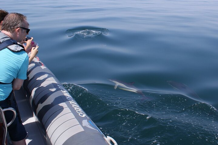 Seadolphins Algarve Lda