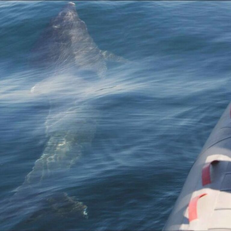 Seadolphins Algarve Lda
