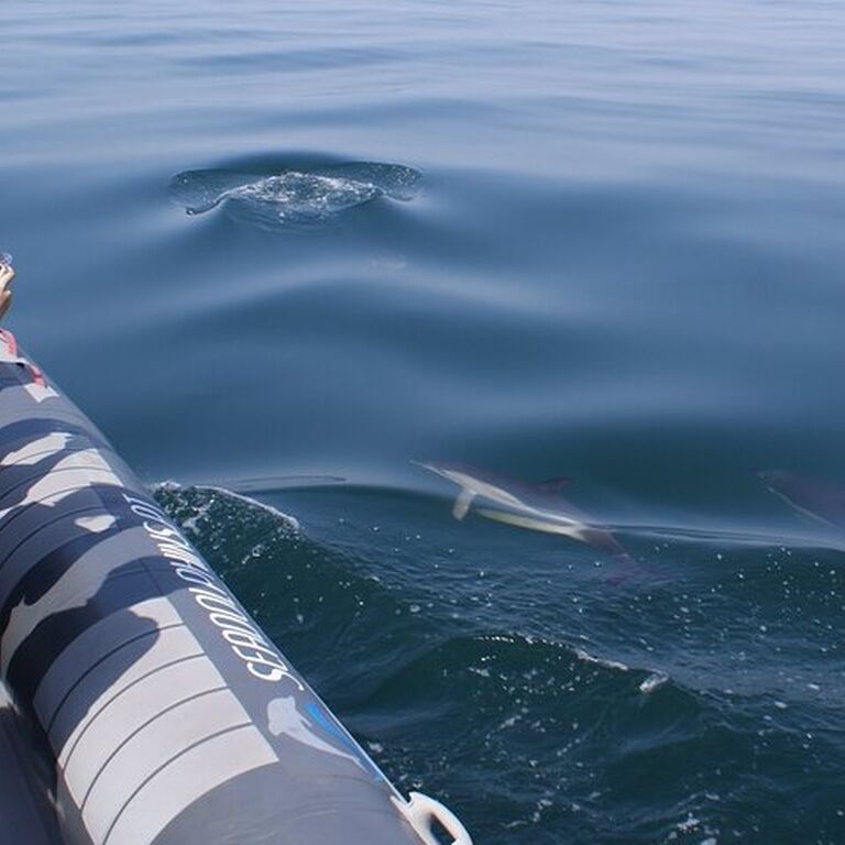 Seadolphins Algarve Lda