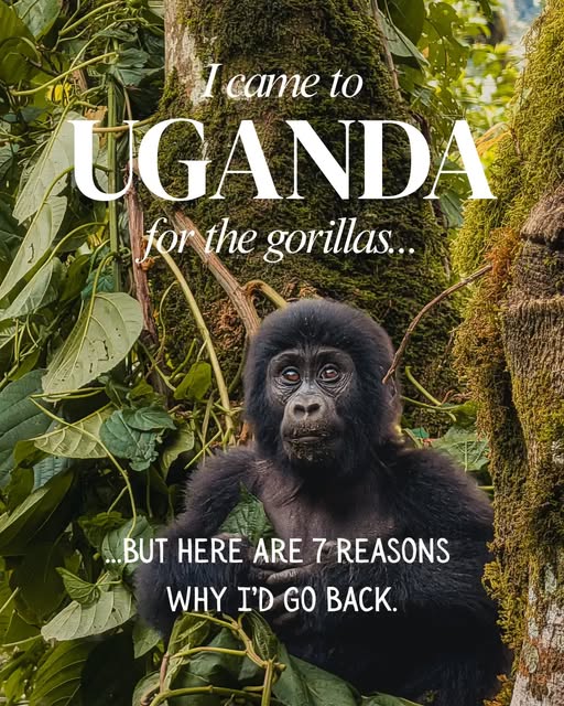 Aine Wild Safaris Africa
