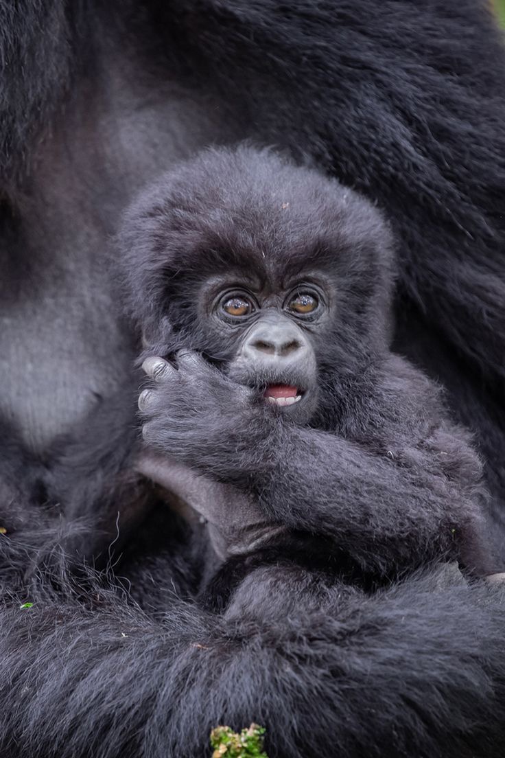 Aine Wild Safaris Africa