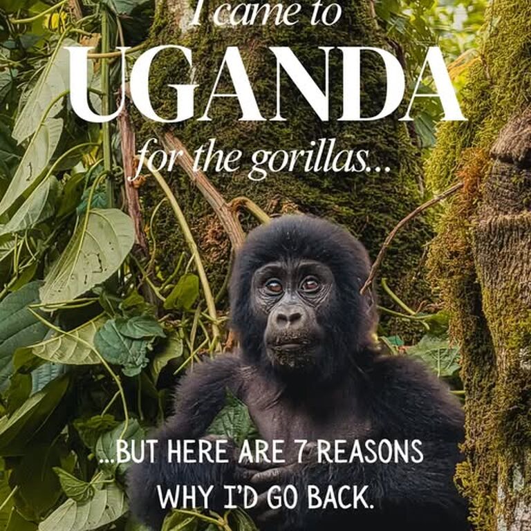 Aine Wild Safaris Africa