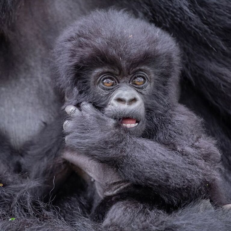 Aine Wild Safaris Africa