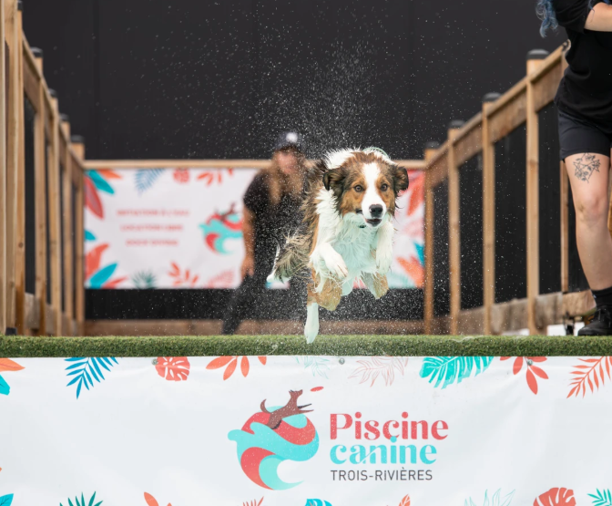 Piscine Canine Trois-Rivières