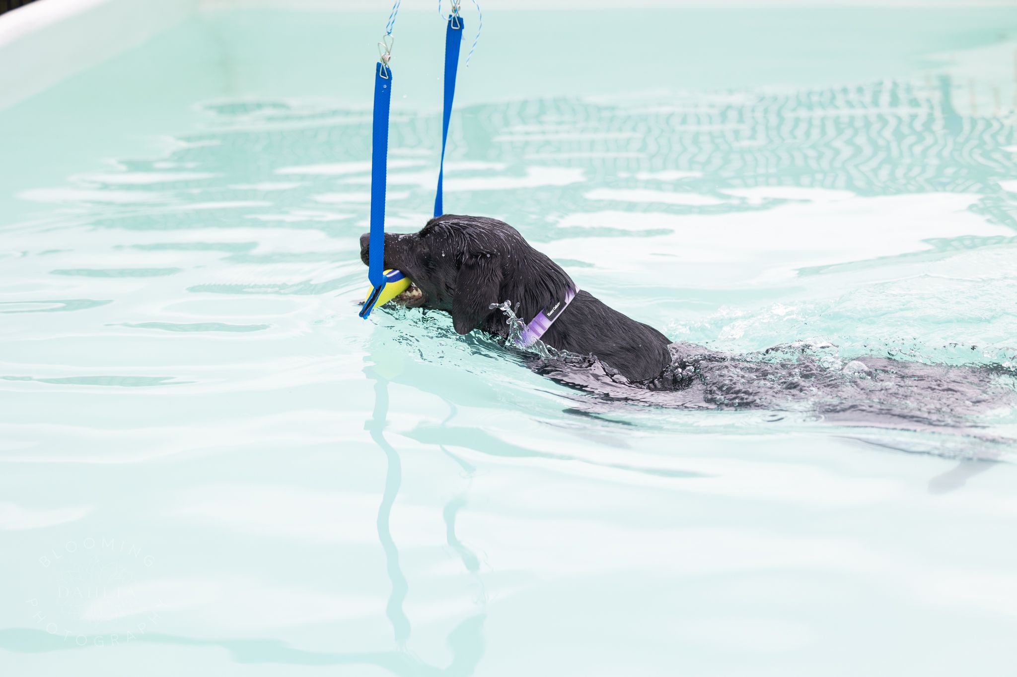 Piscine Canine Trois-Rivières