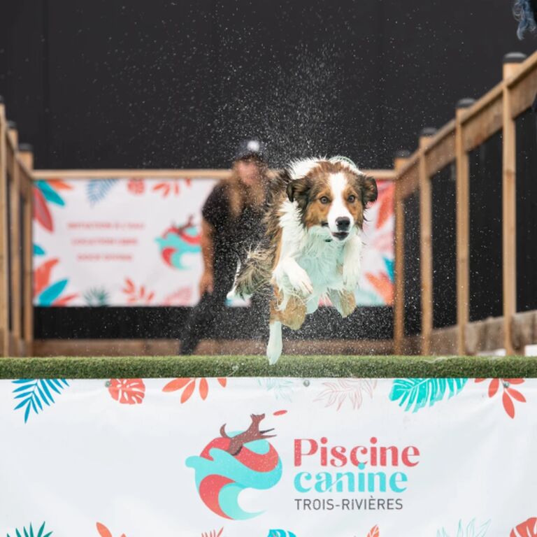 Piscine Canine Trois-Rivières
