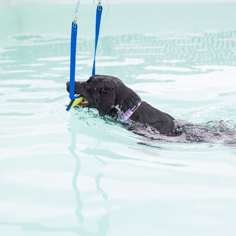 Piscine Canine Trois-Rivières