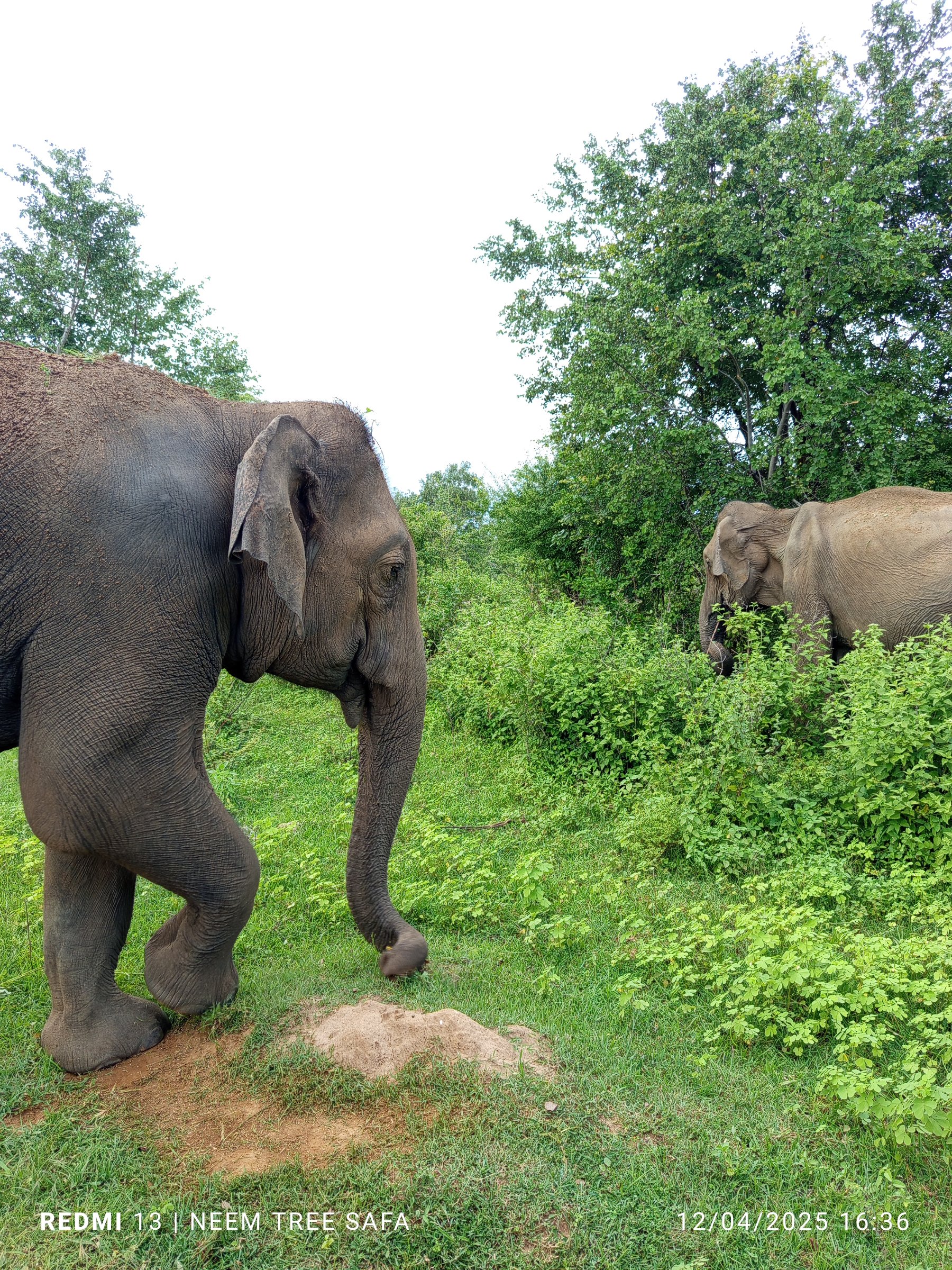 NEEM TREE SAFARI AND TOURS