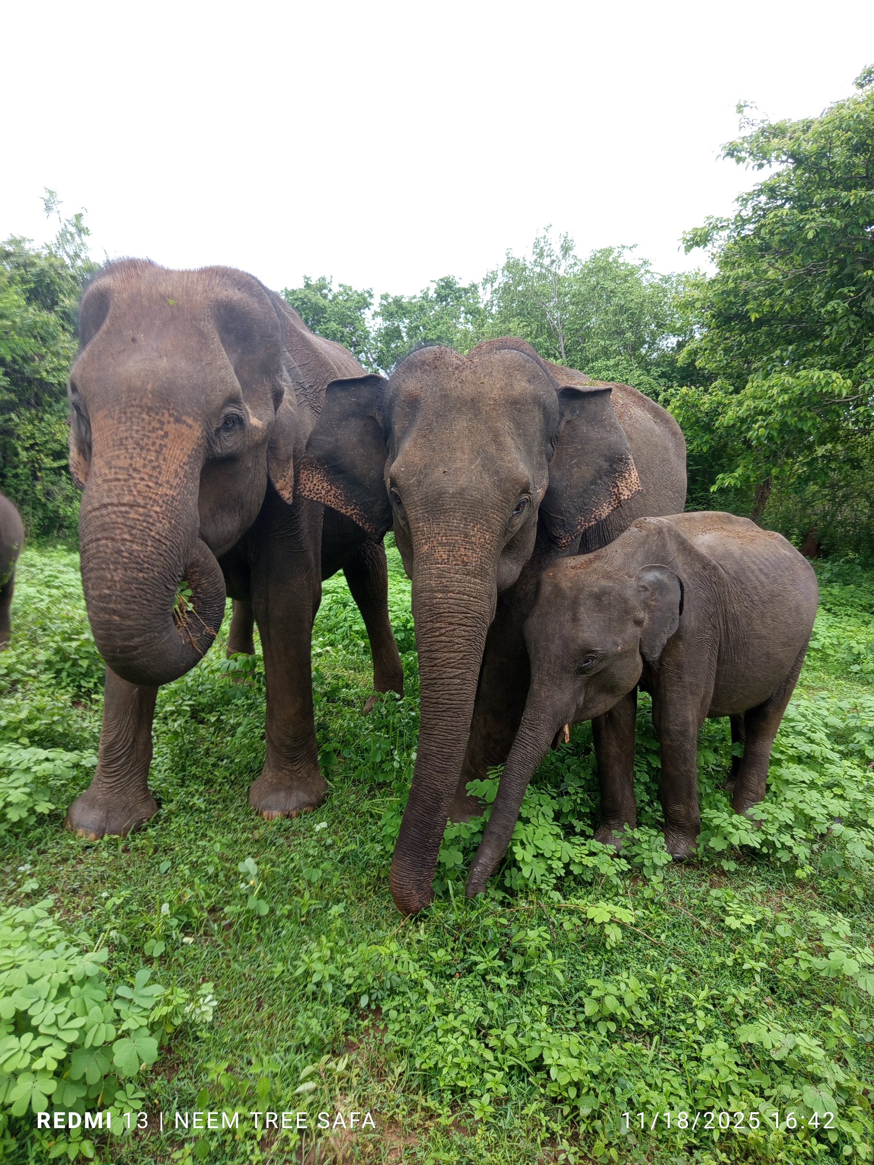NEEM TREE SAFARI AND TOURS