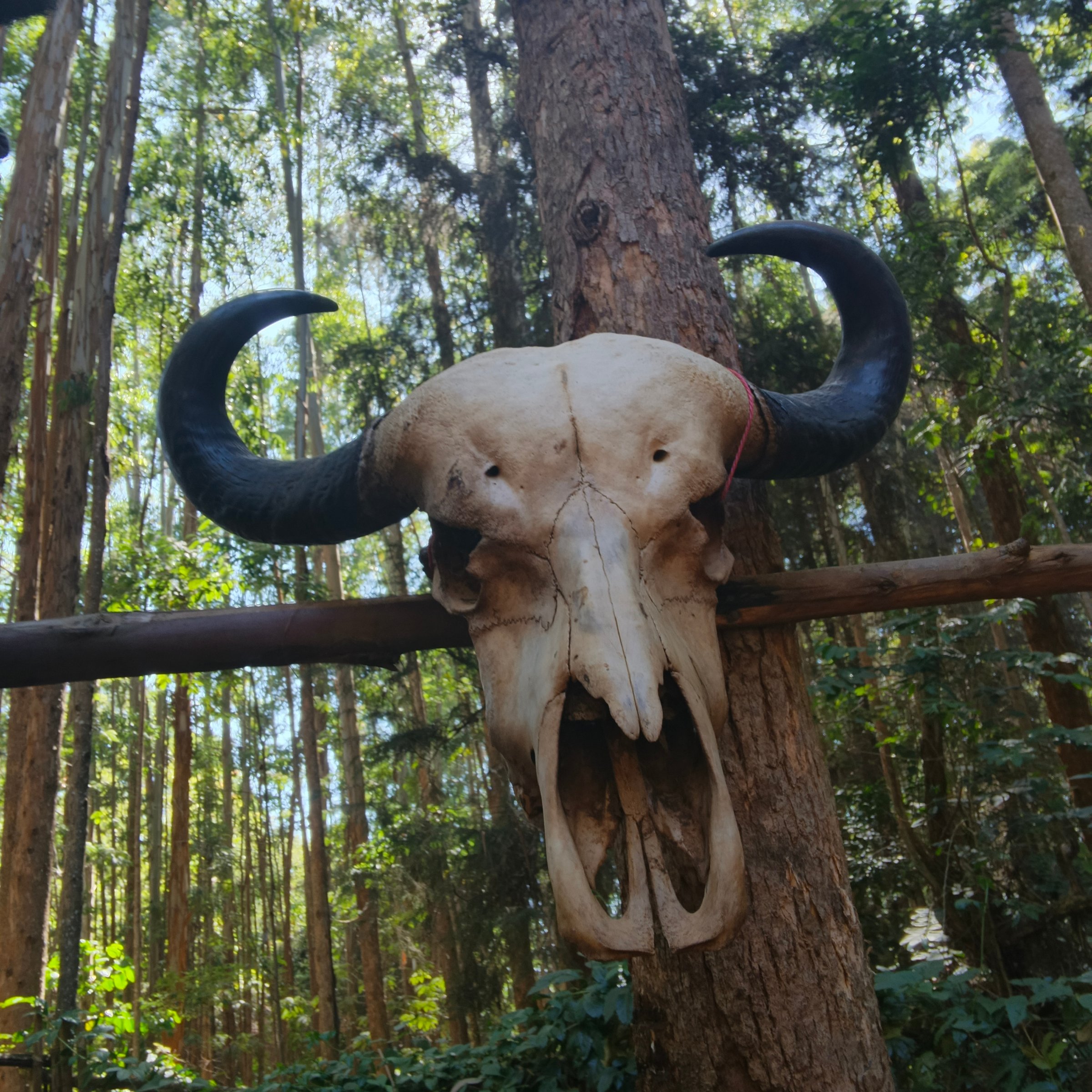 Ecstatichikes