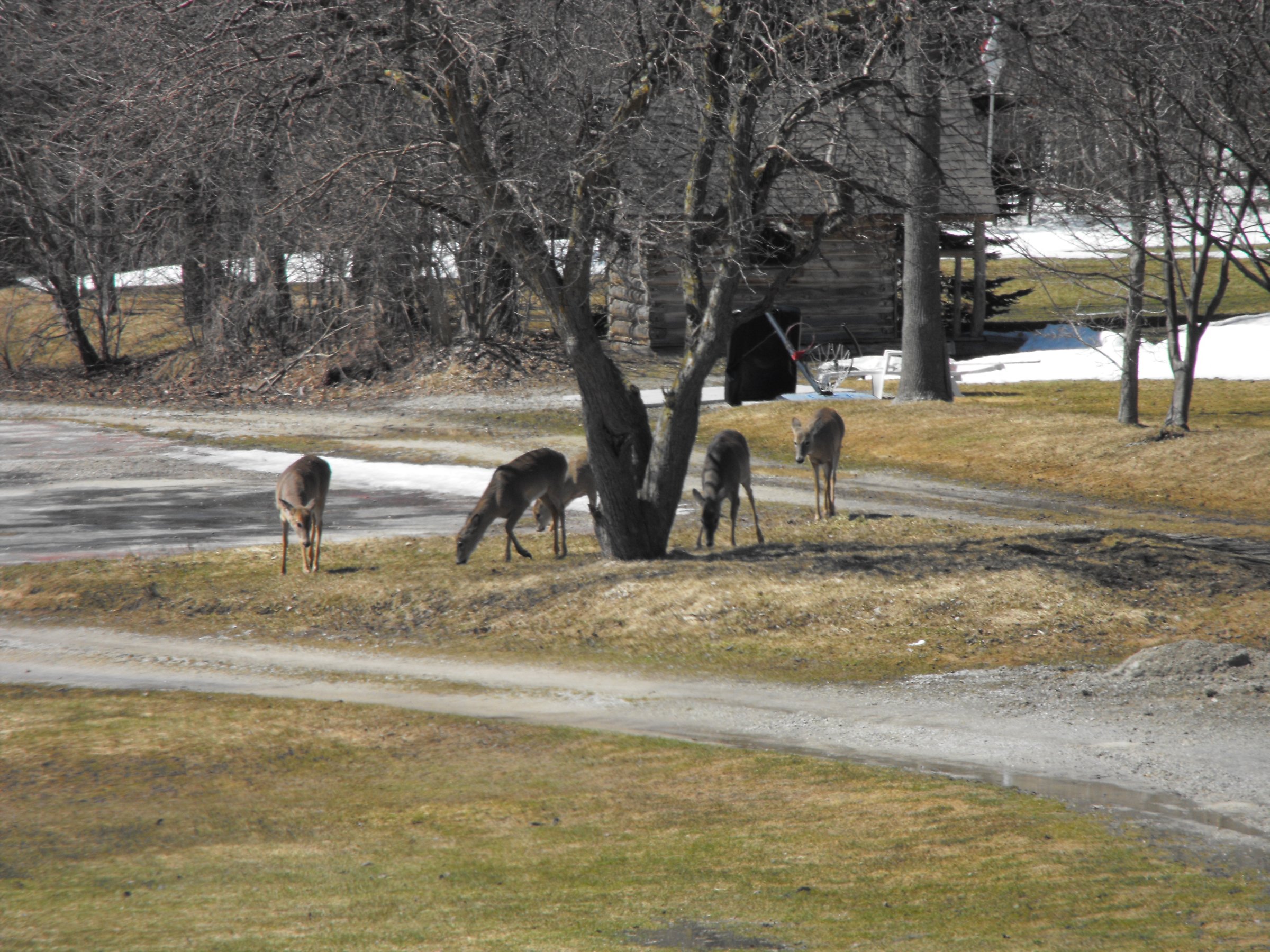 Meaford Golf Course Inc.