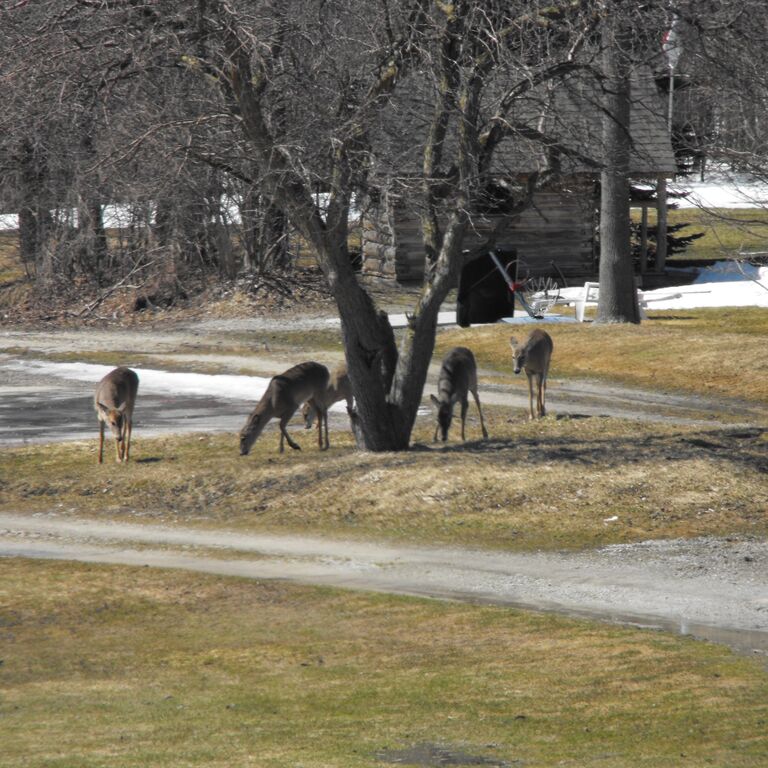 Meaford Golf Course Inc.