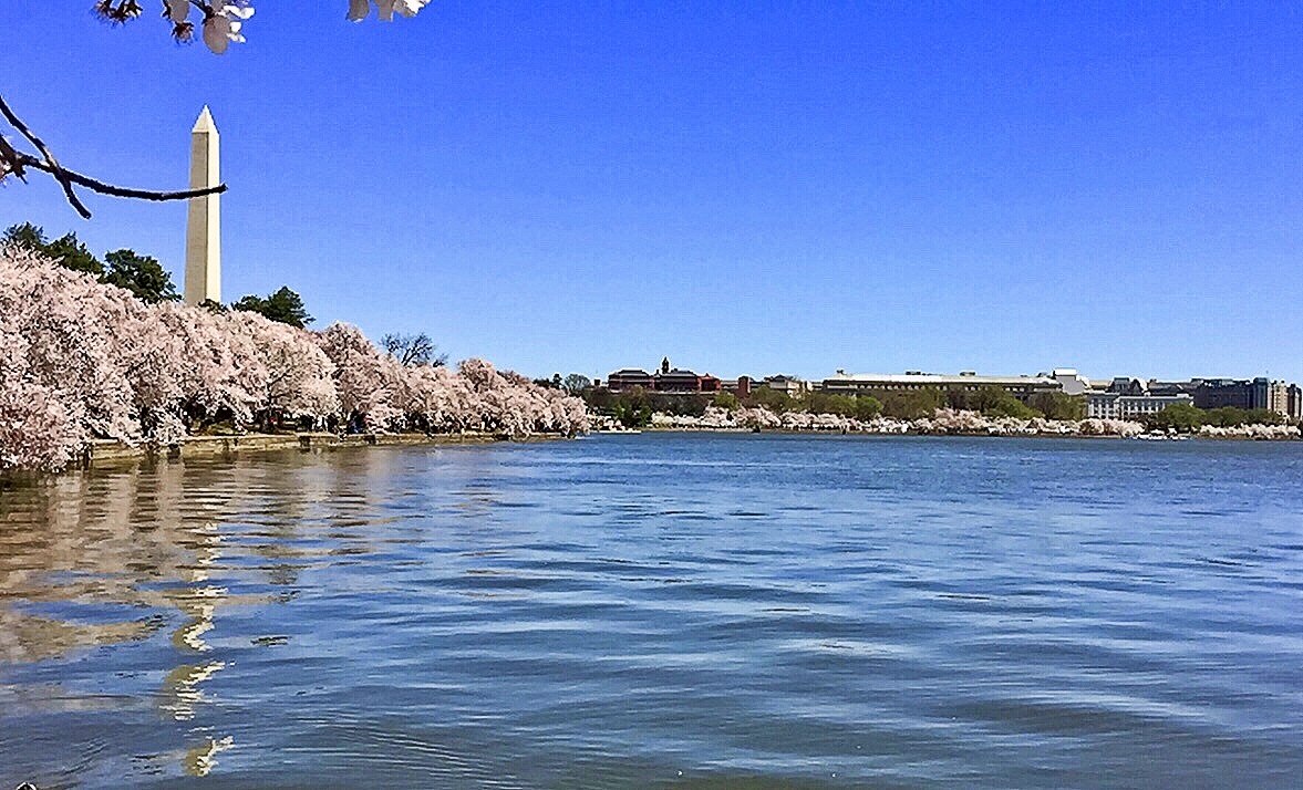 ALL WASHINGTON VIEW LLC