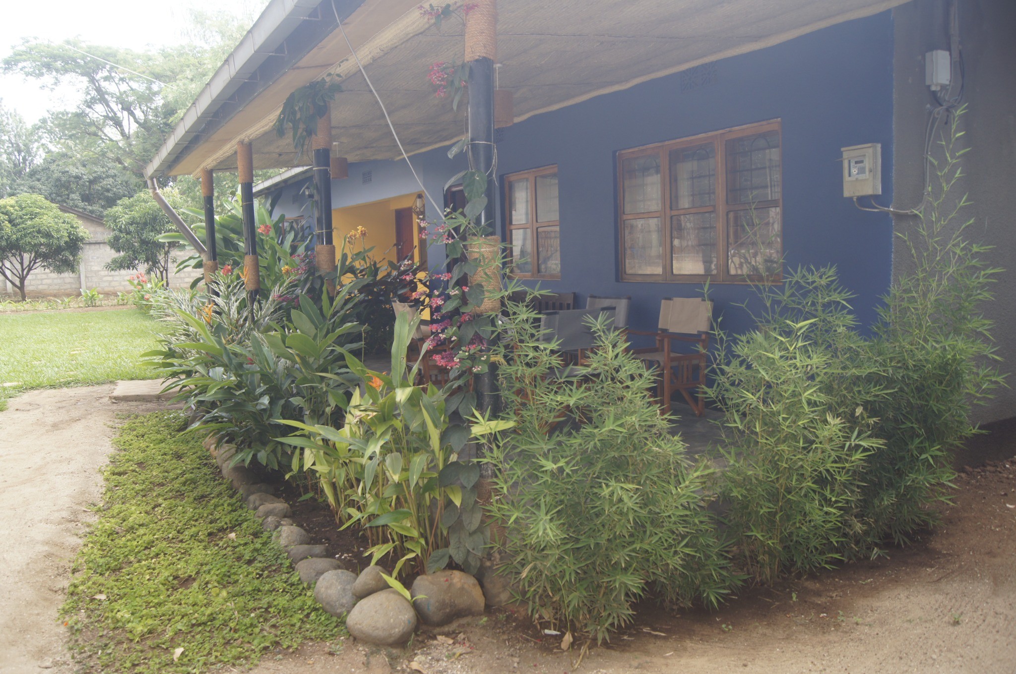Blue Cactus Shanty