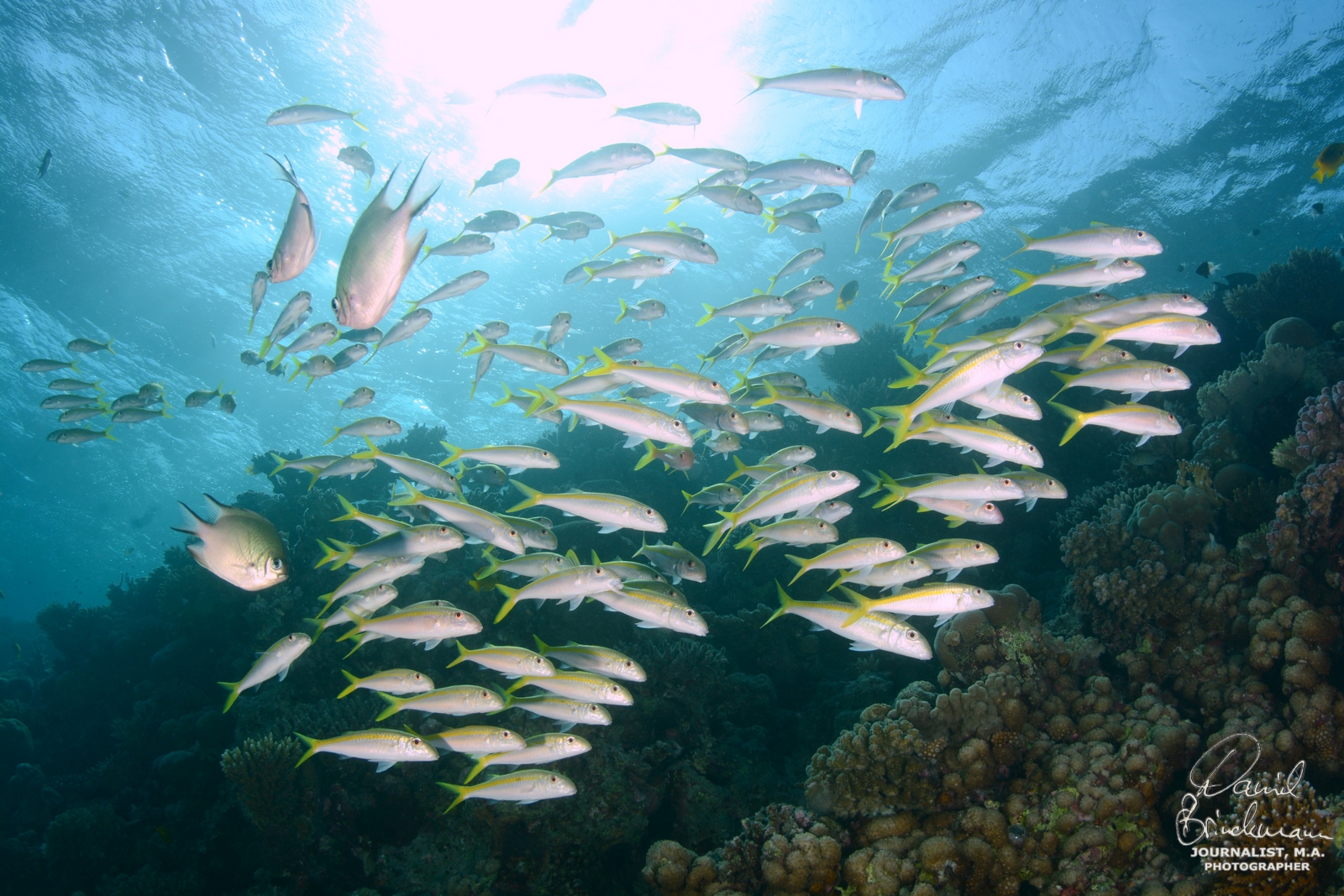 Ilios Dive Club  Aqua Center