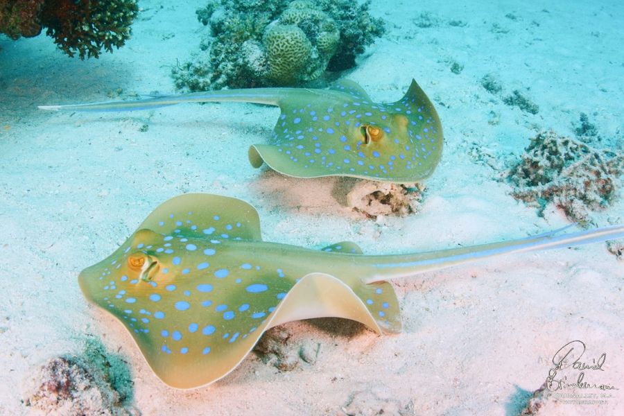 Ilios Dive Club  Aqua Center