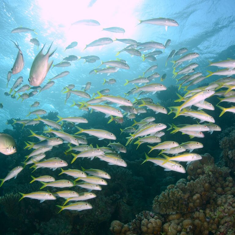 Ilios Dive Club  Aqua Center