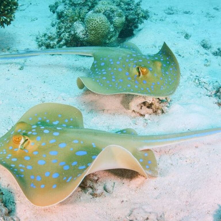 Ilios Dive Club  Aqua Center