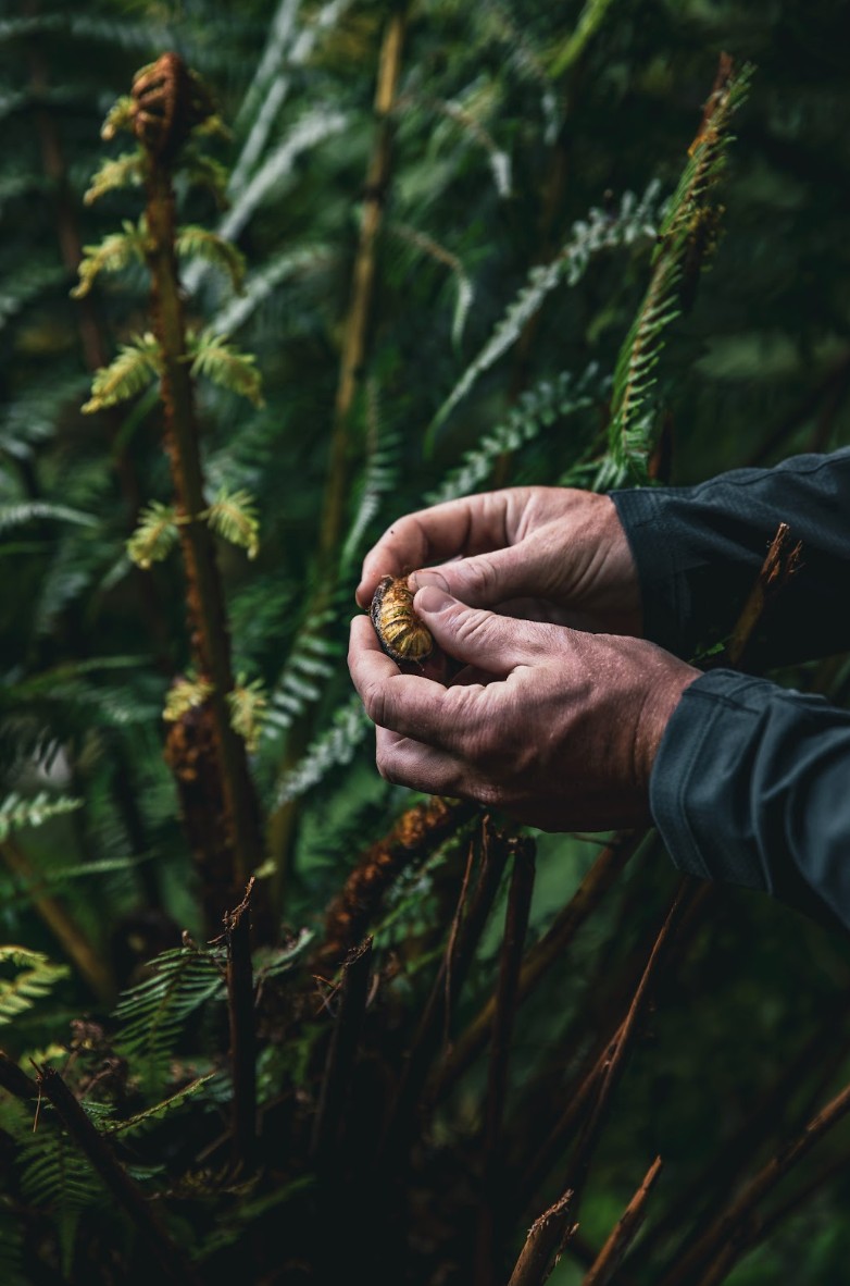 Paparoa Guided Walks