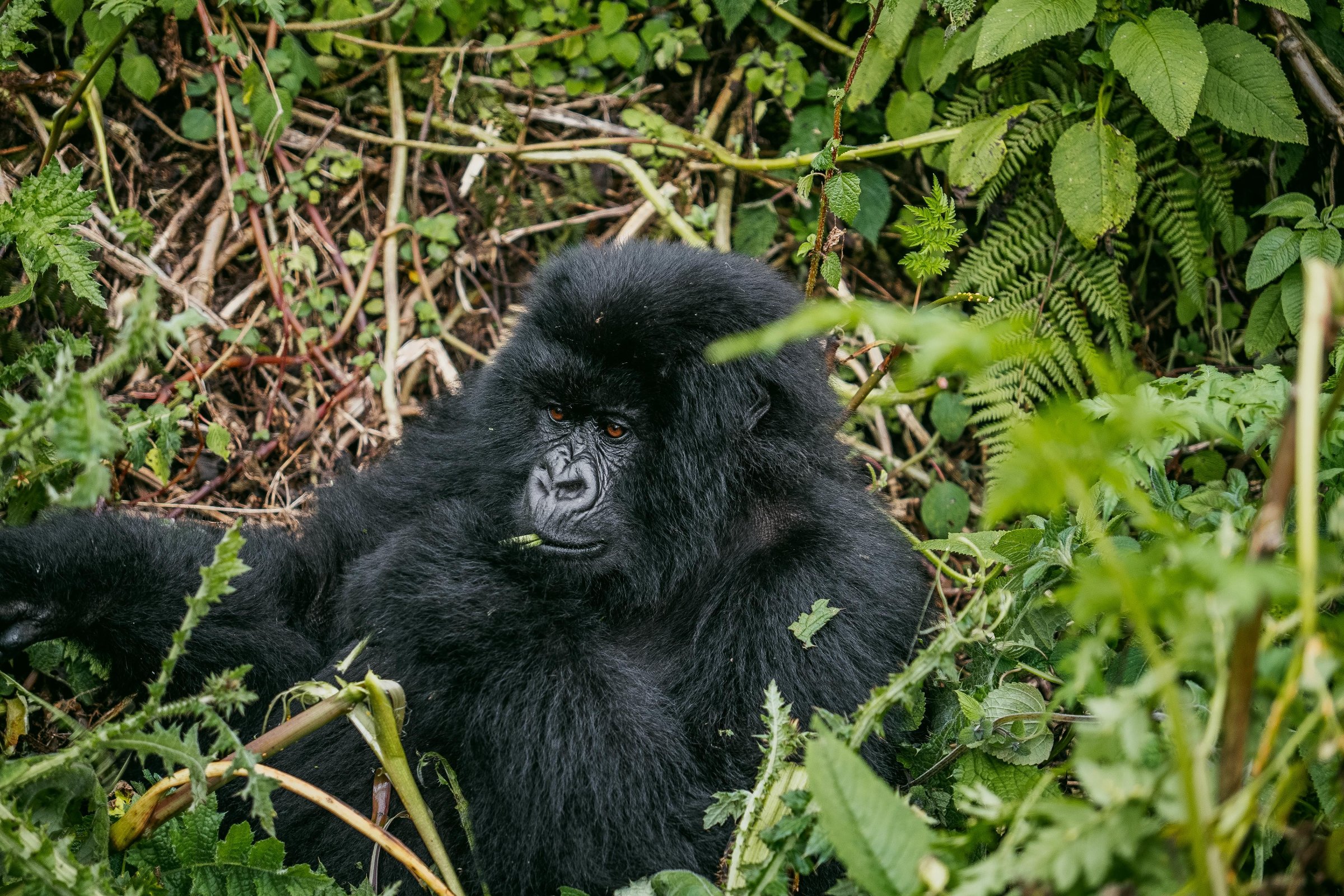 Explore Africa Adventures