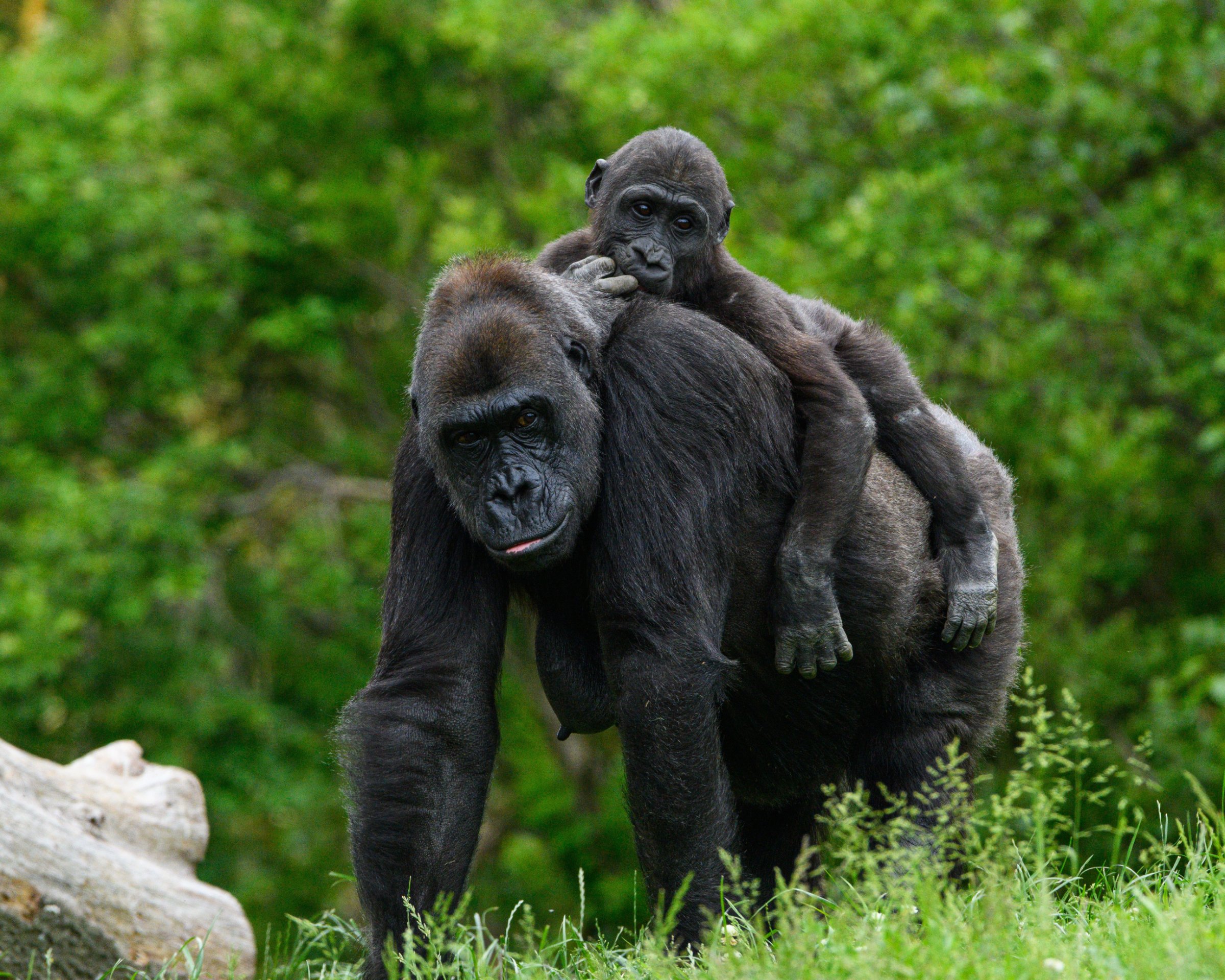 Explore Africa Adventures