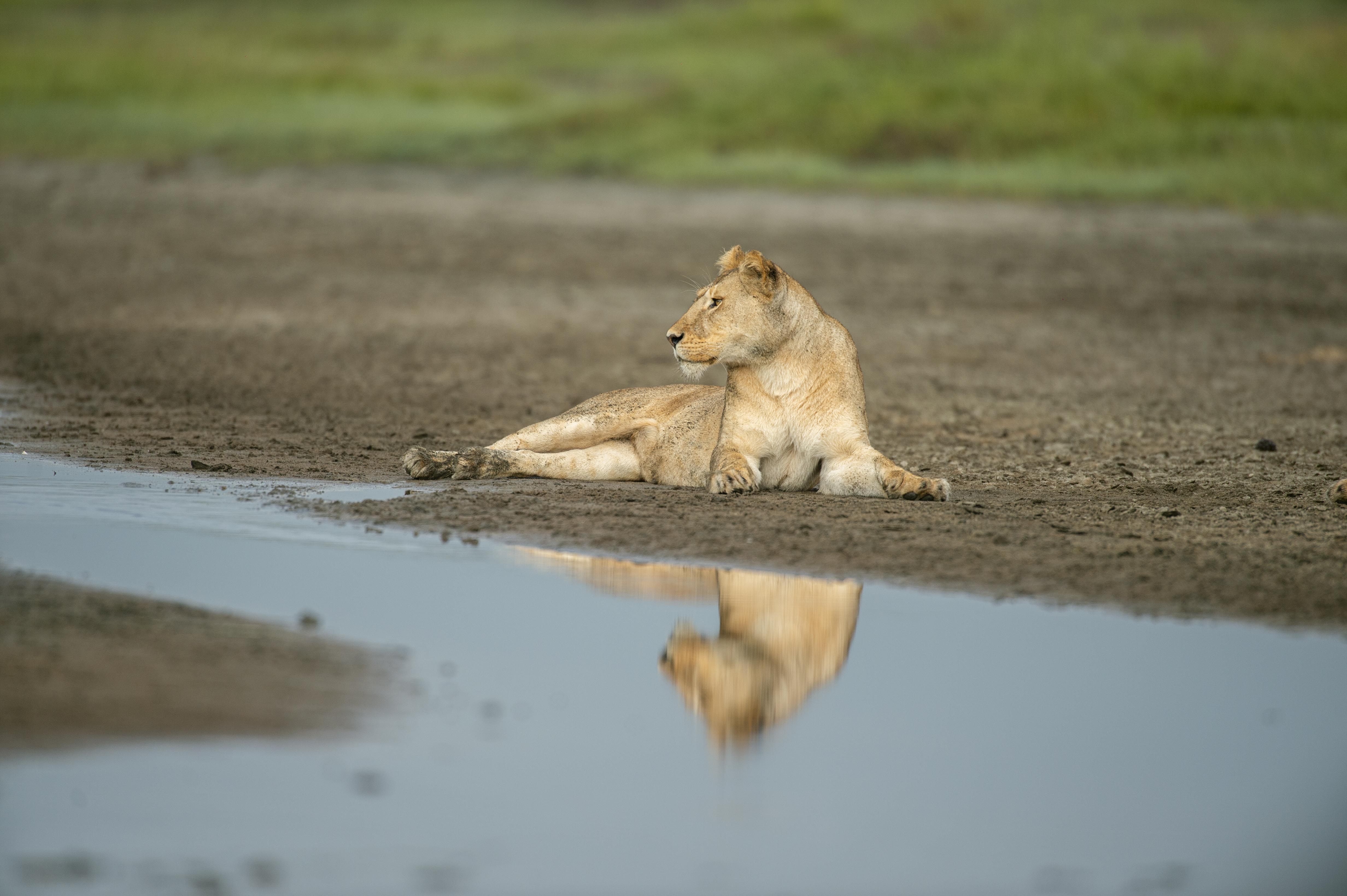 GNADE SAFARIS