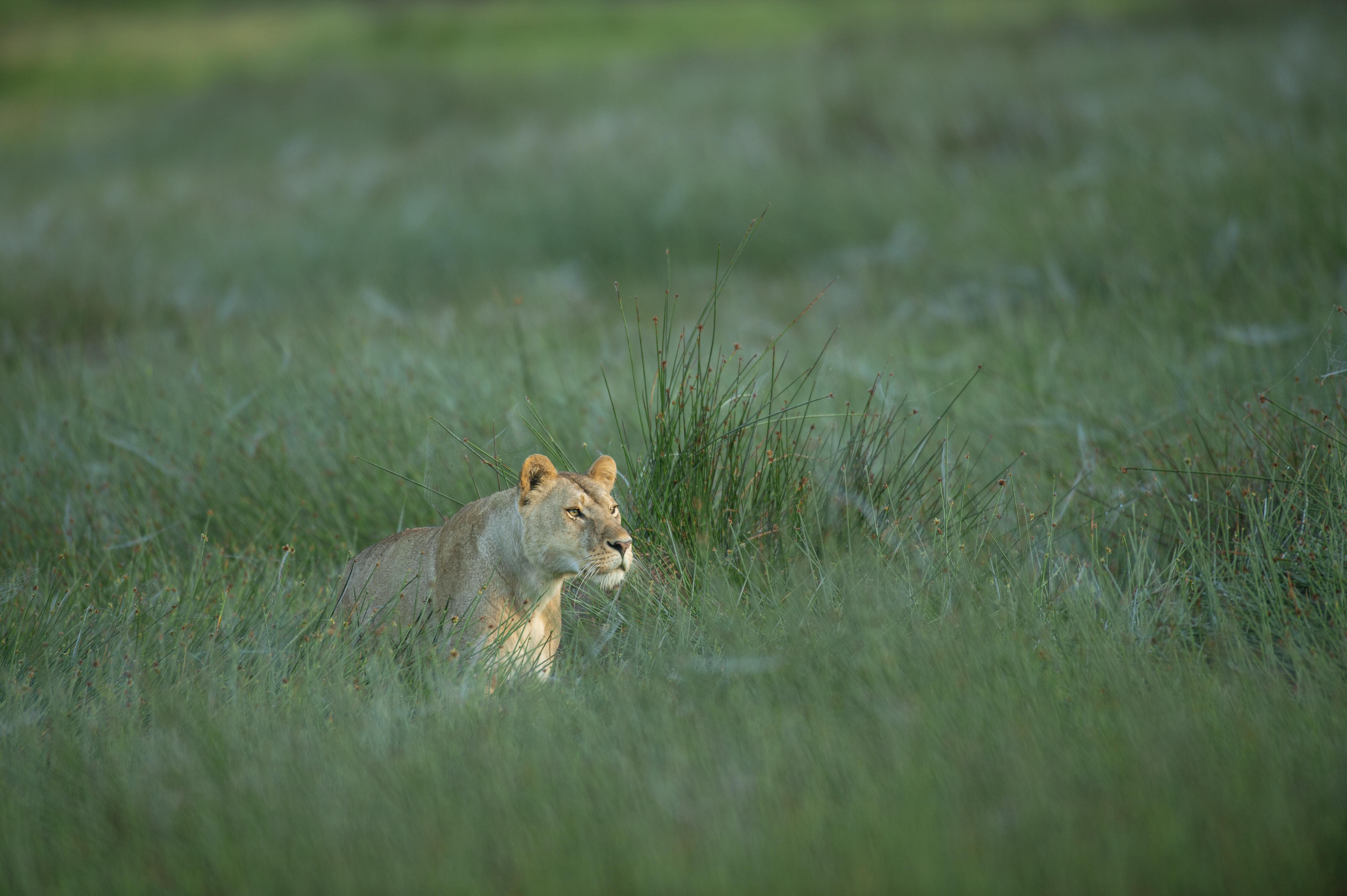 GNADE SAFARIS