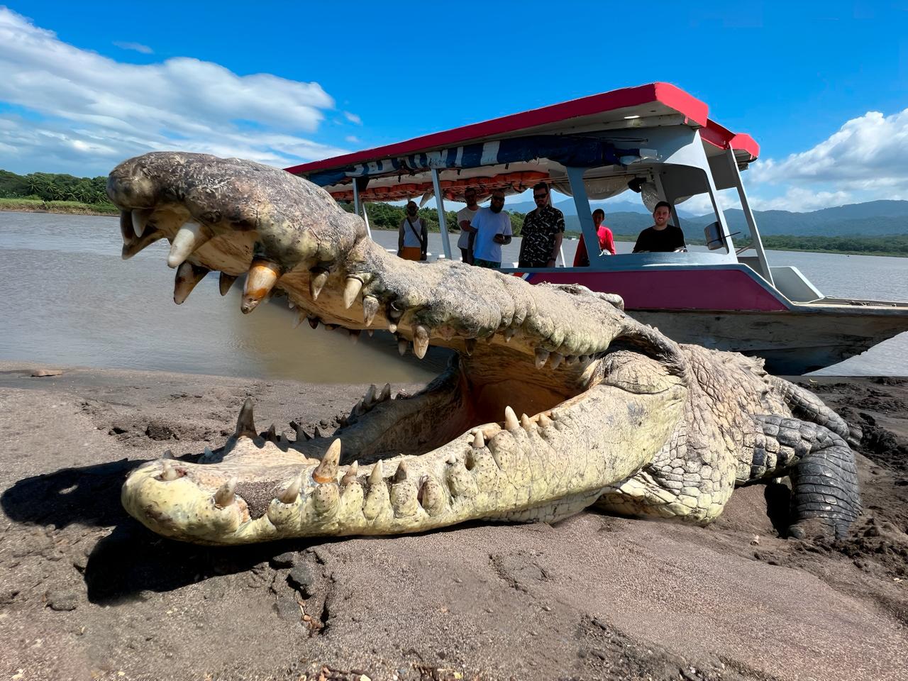 Crocodile Man Tour The Origina