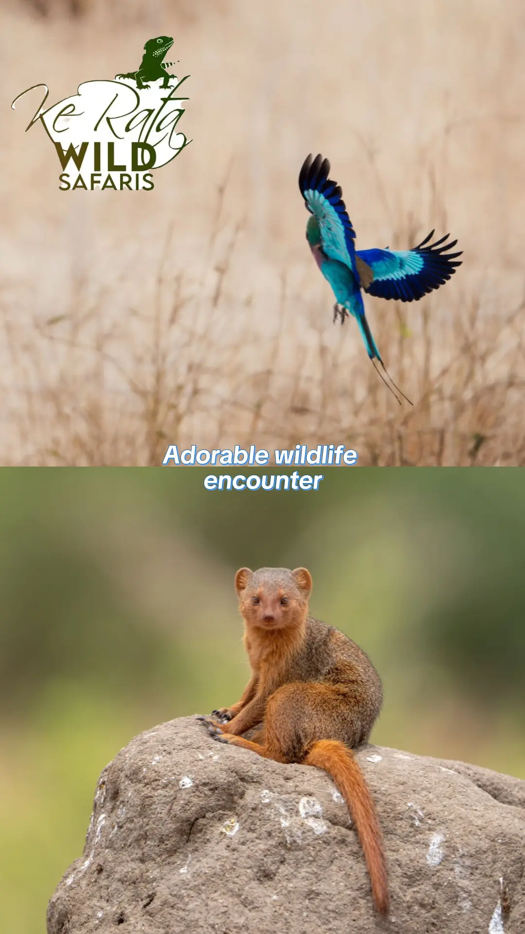KeRata Wild Safaris
