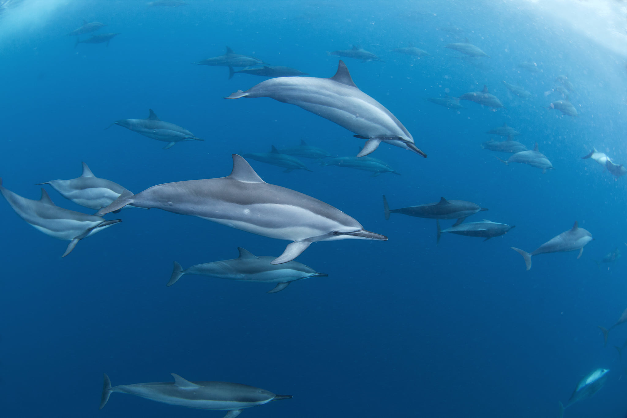 MOOREA EXPEDITION