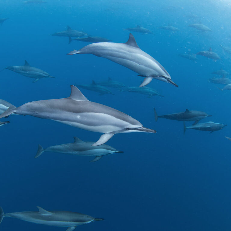 MOOREA EXPEDITION