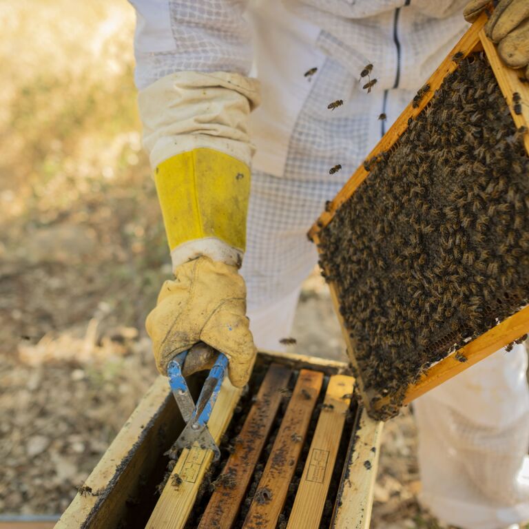 Go to Bees