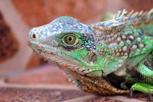 Panama Tours and Scuba SA