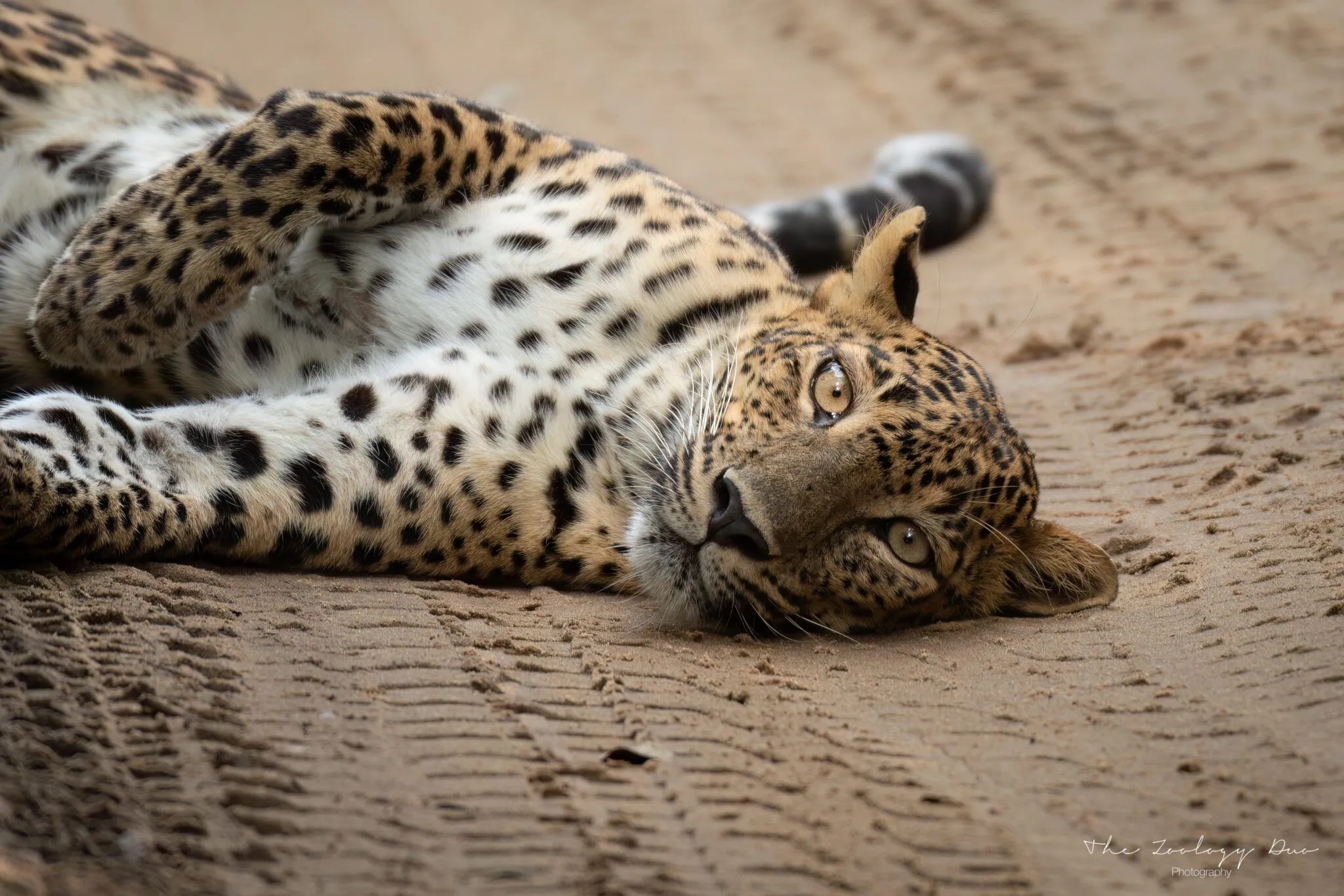 Ajith Safari Jeep Tours