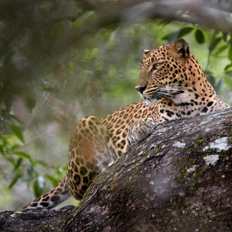 Ajith Safari Jeep Tours