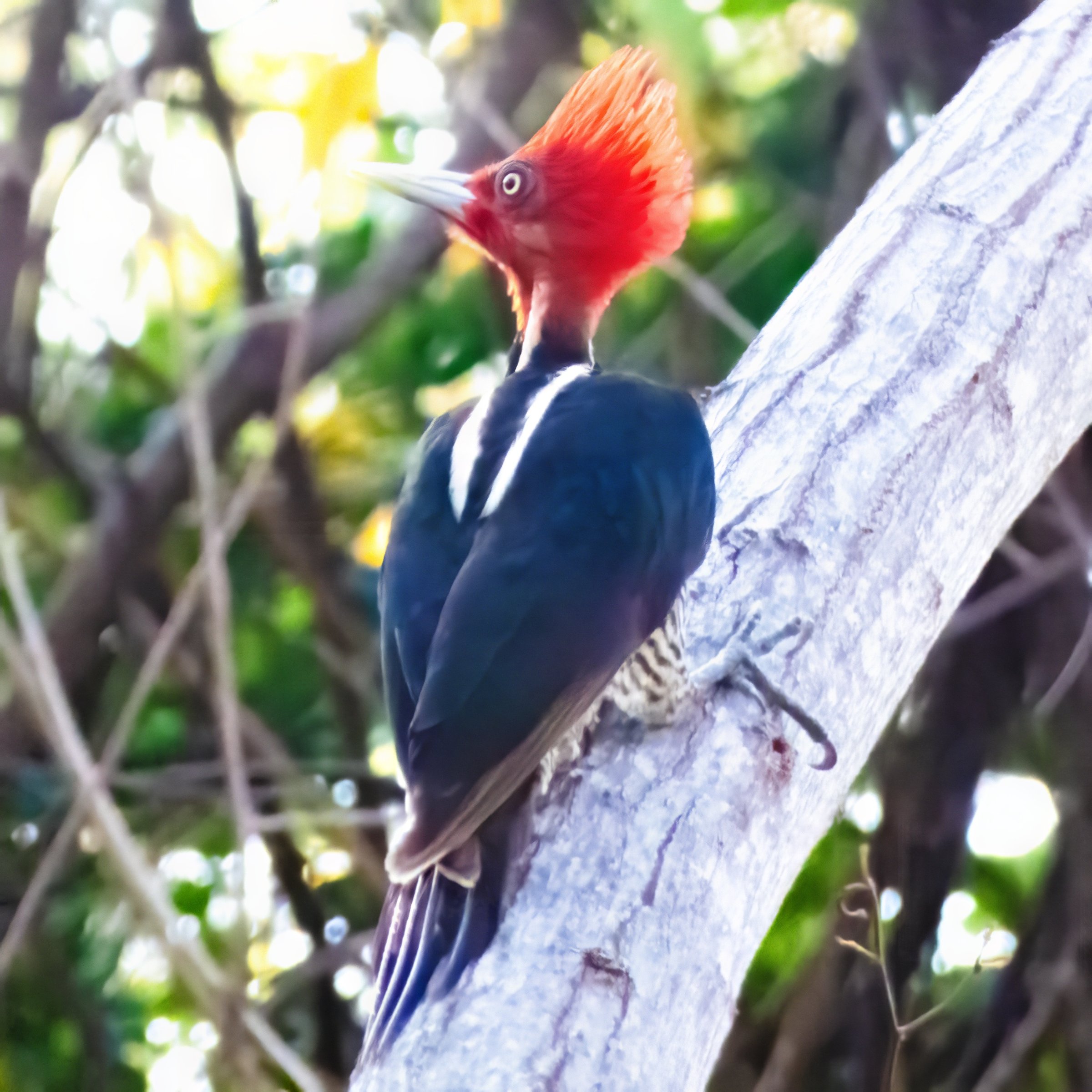 Birdwatching Tours El Salvador