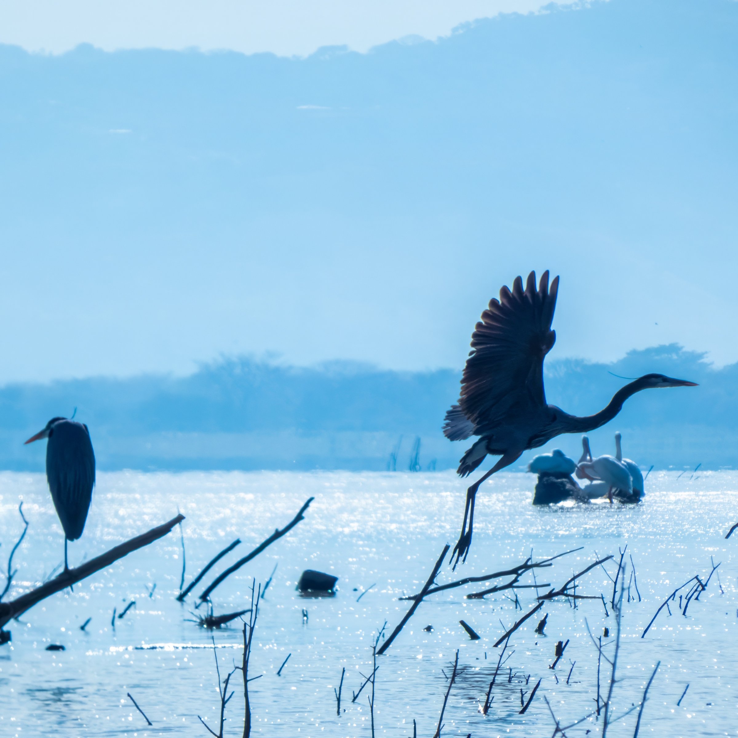 Birdwatching Tours El Salvador