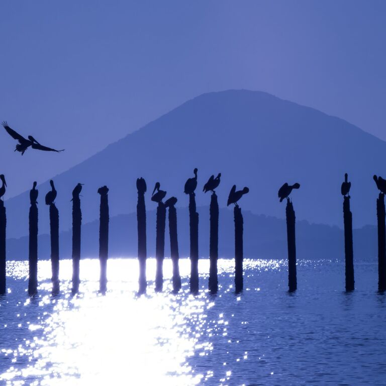 Birdwatching Tours El Salvador