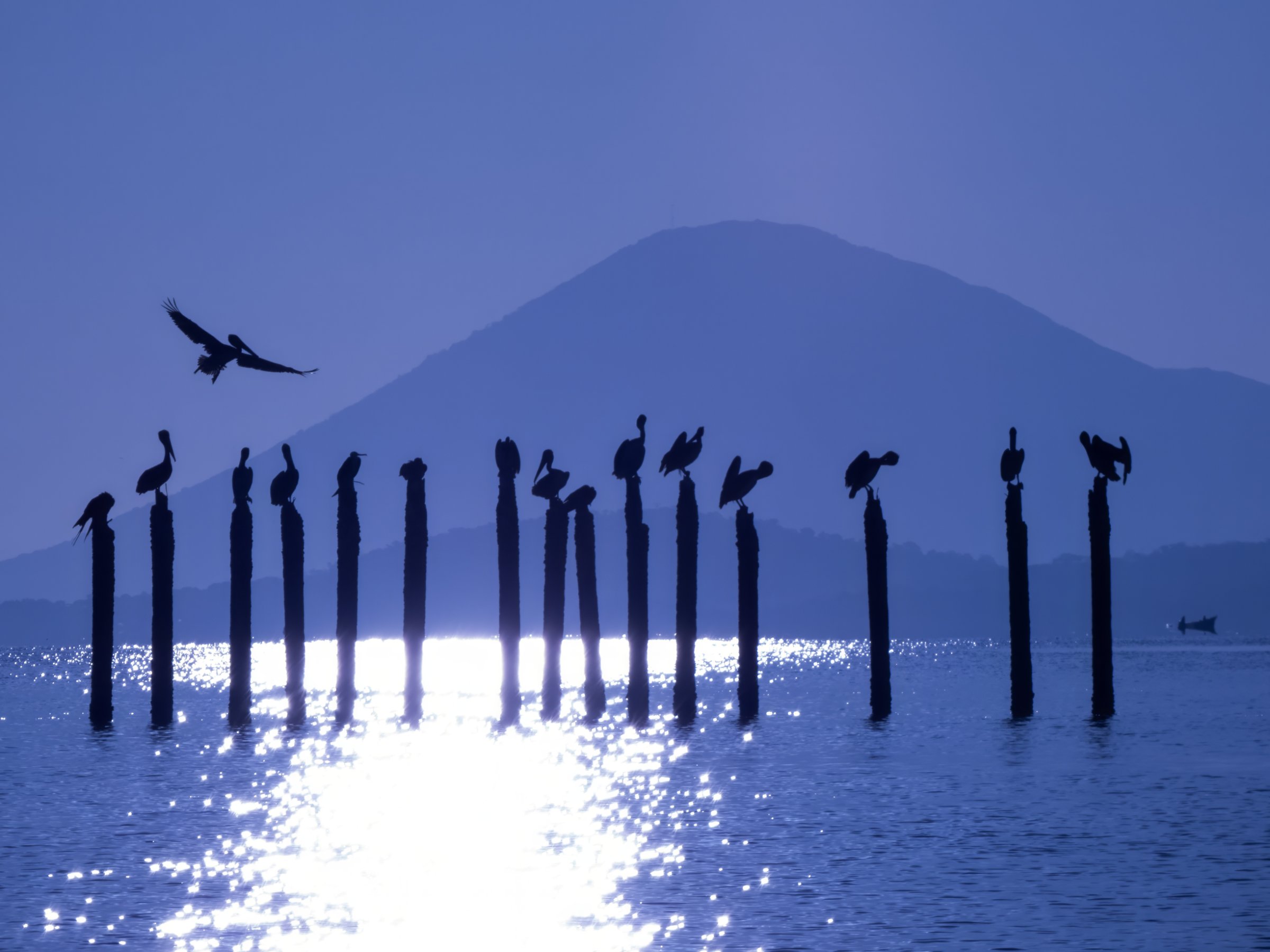 Birdwatching Tours El Salvador