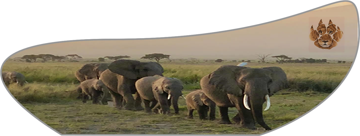 Kenya Epic Safaris