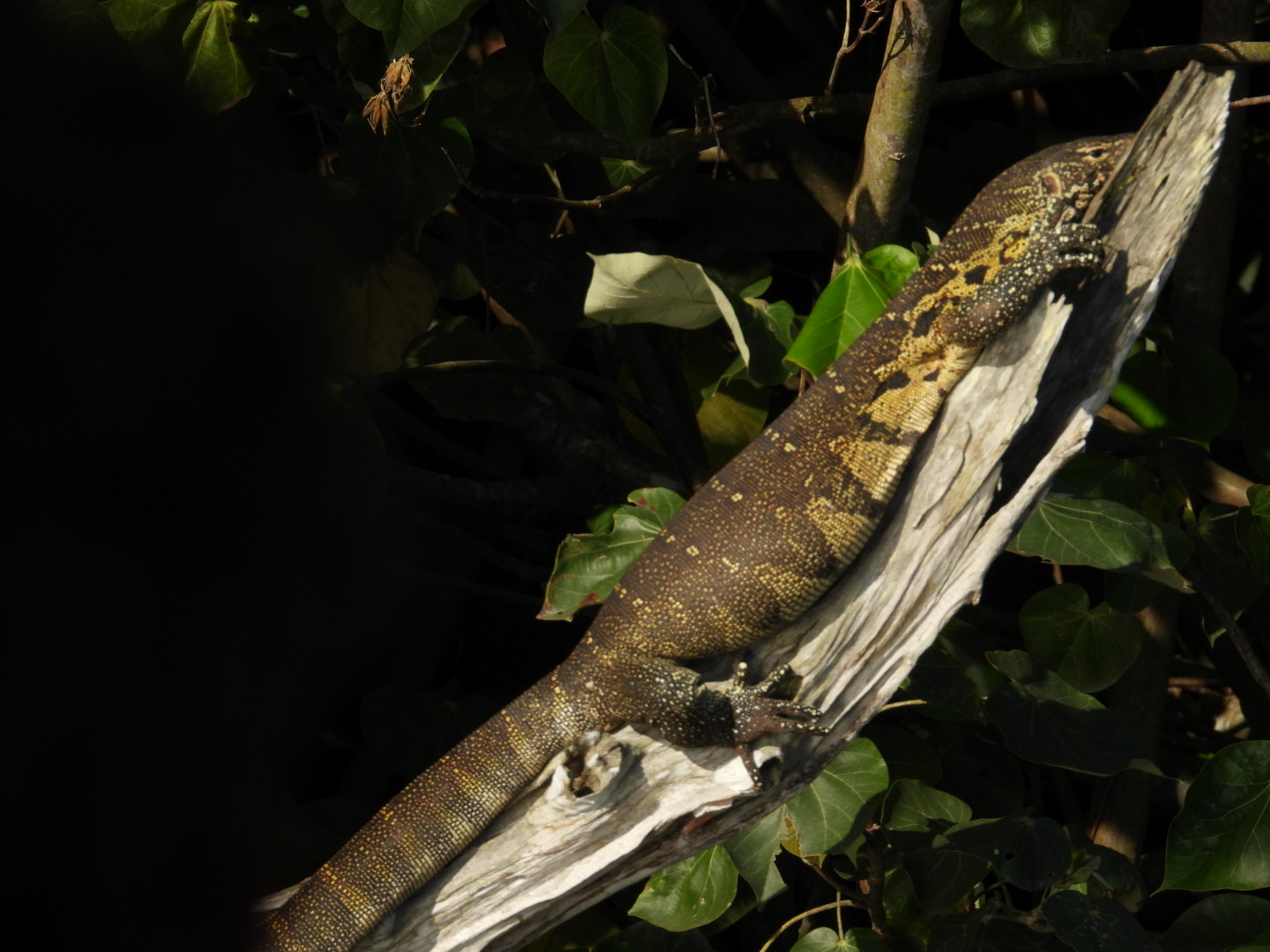 St Lucia Safaris / Fannas