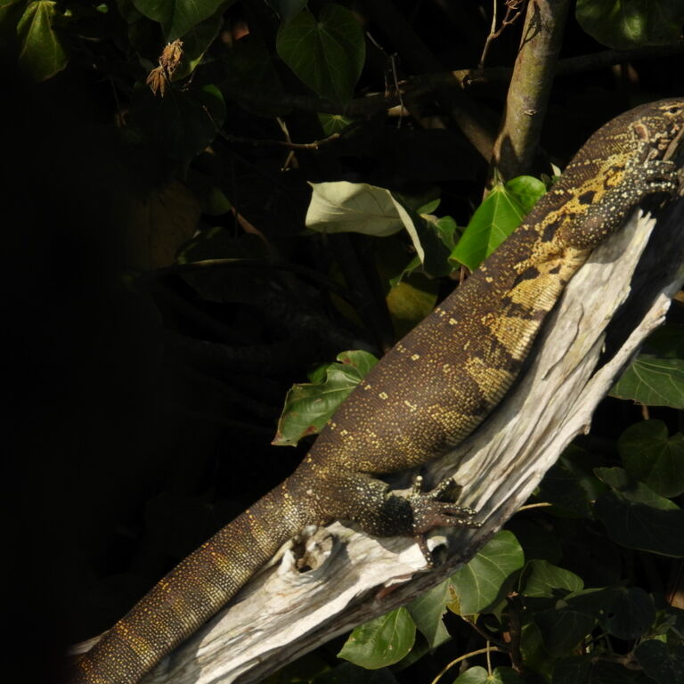St Lucia Safaris / Fannas