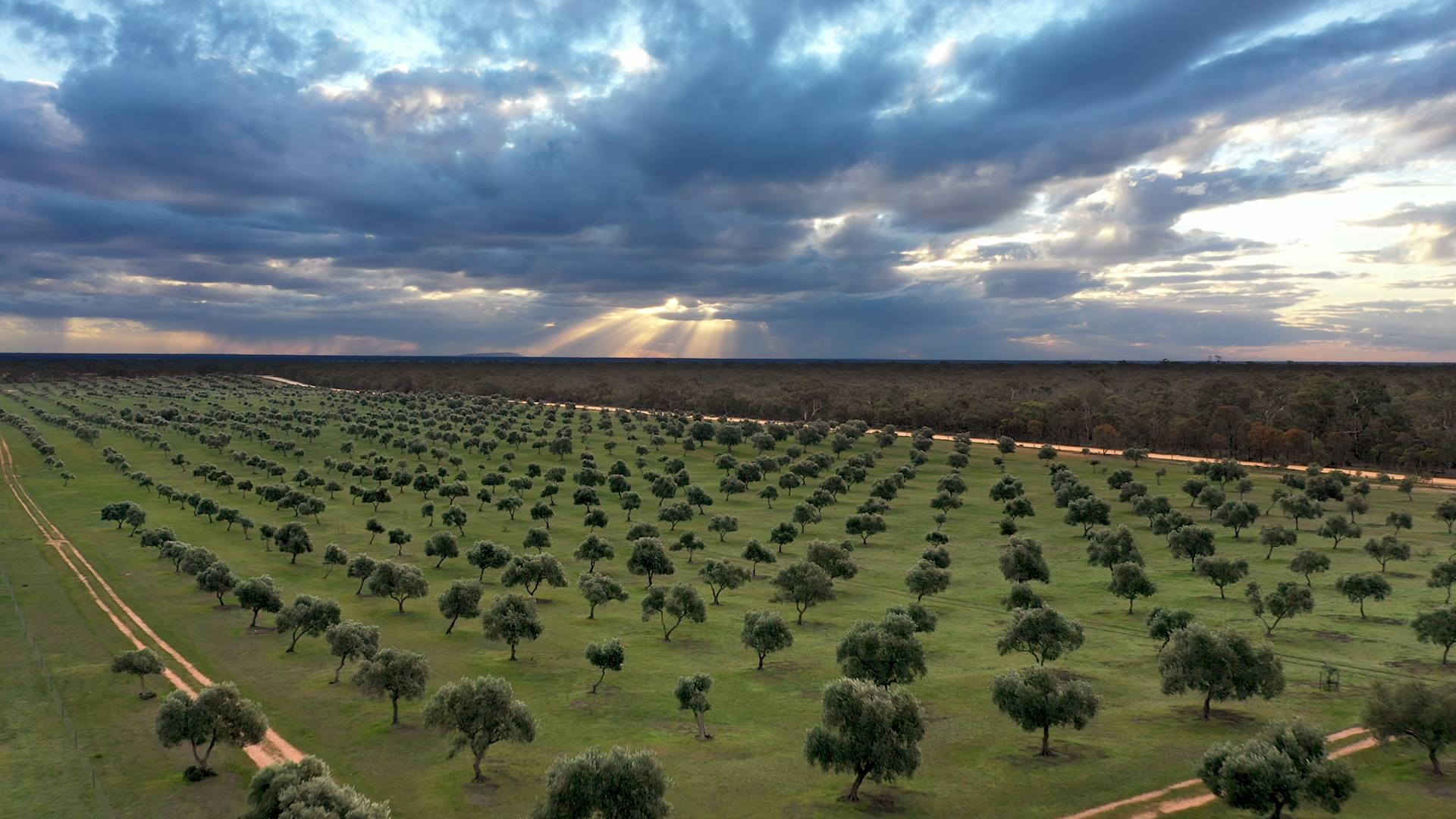 Grampians Olive Co.