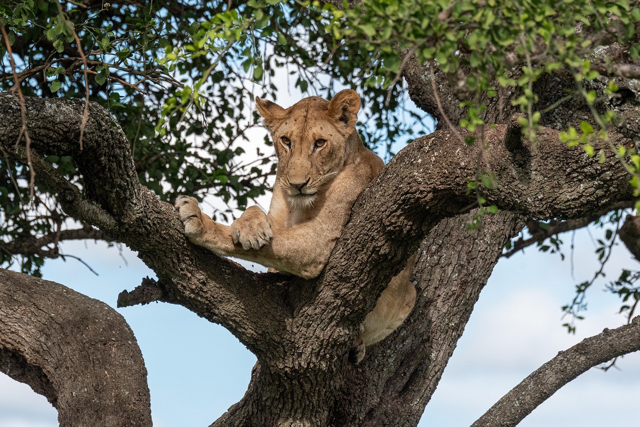Tanzania Trip Service