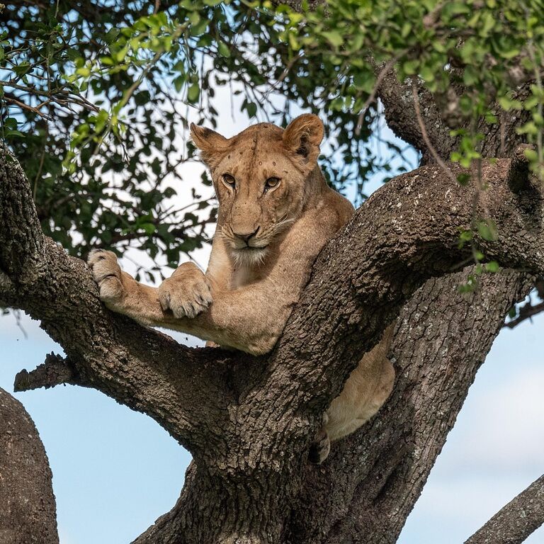 Tanzania Trip Service