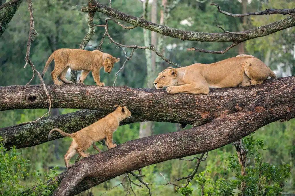 Safari Climb