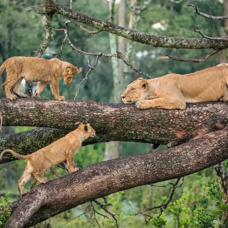 Safari Climb